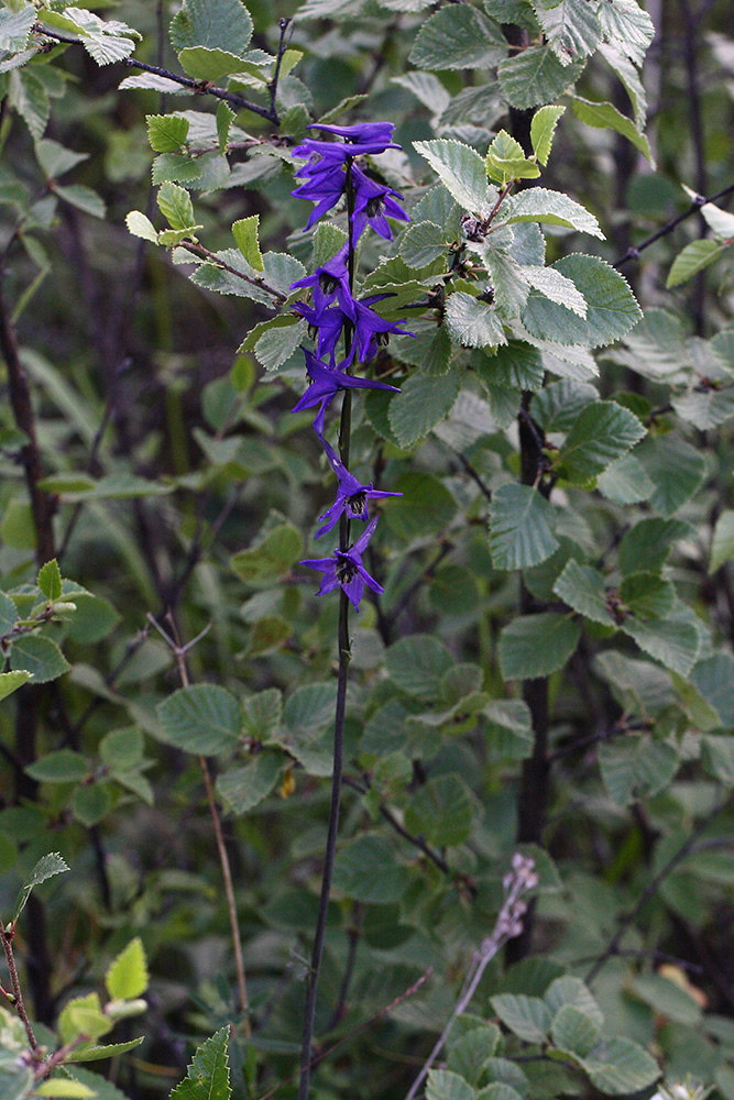 Изображение особи Delphinium crassifolium.