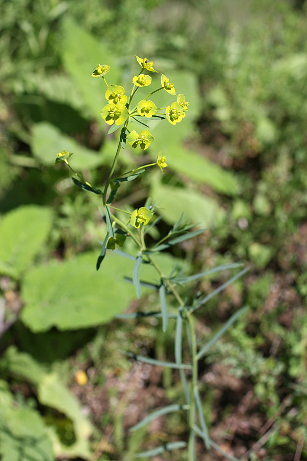 Image of Euphorbia jaxartica specimen.