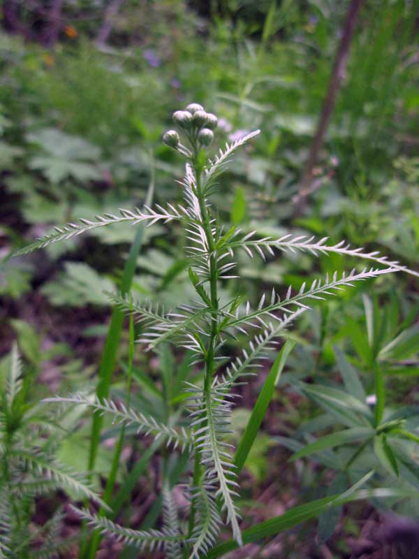 Image of Achillea impatiens specimen.