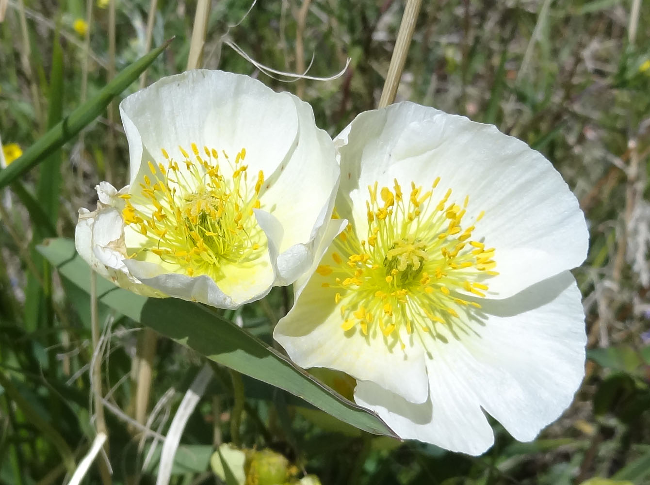 Изображение особи род Papaver.