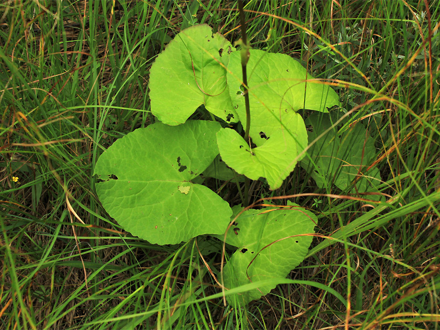 Image of Ligularia lydiae specimen.