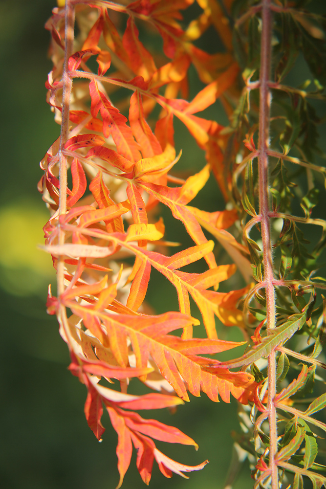 Image of Rhus typhina f. laciniata specimen.