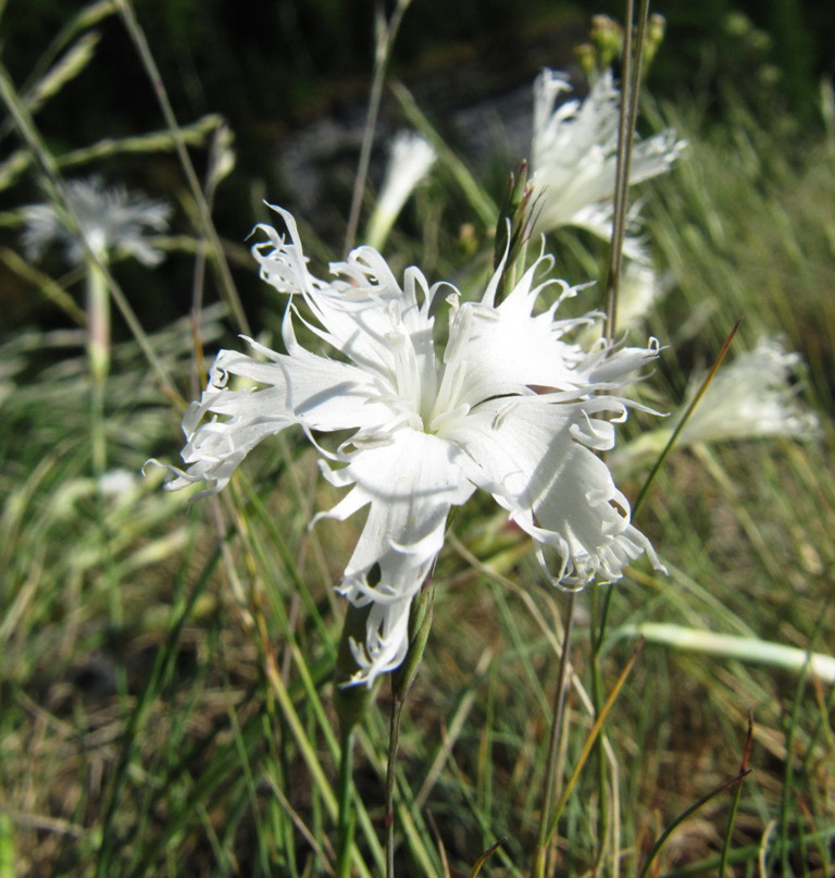 Image of Dianthus acicularis specimen.