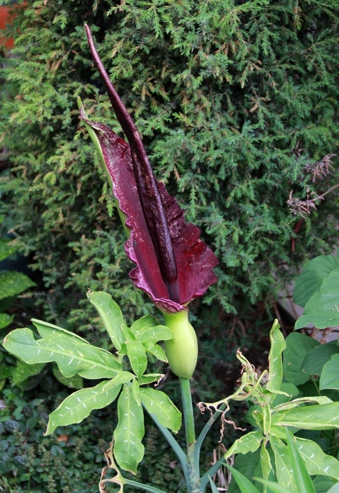 Image of Dracunculus vulgaris specimen.