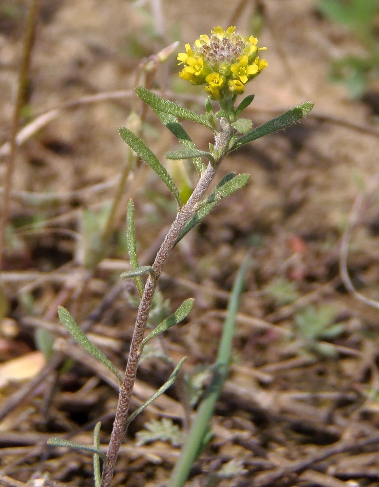 Image of Alyssum turkestanicum var. desertorum specimen.