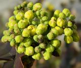 Mahonia aquifolium