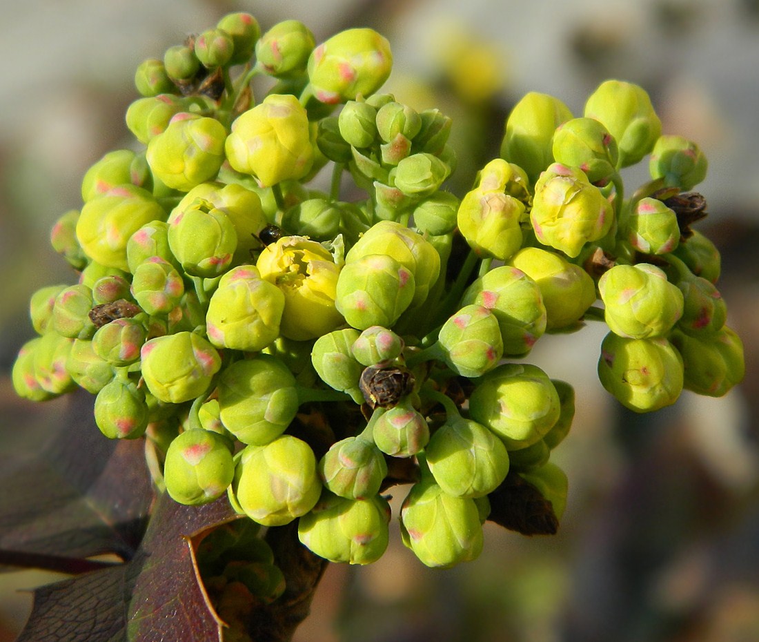 Изображение особи Mahonia aquifolium.