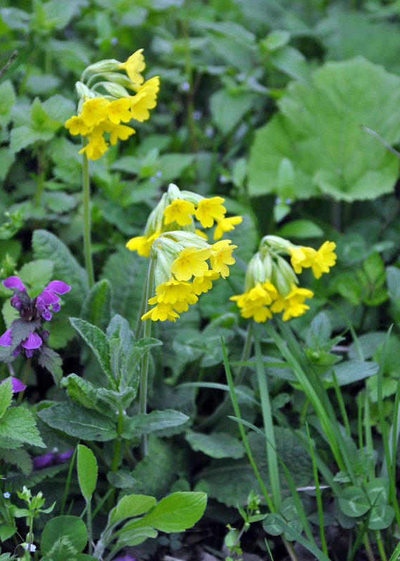 Image of Primula veris specimen.