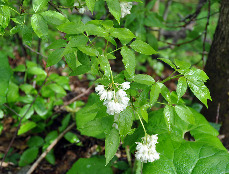 Изображение особи Staphylea colchica.