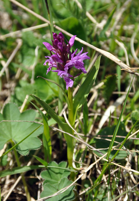 Изображение особи Dactylorhiza euxina.