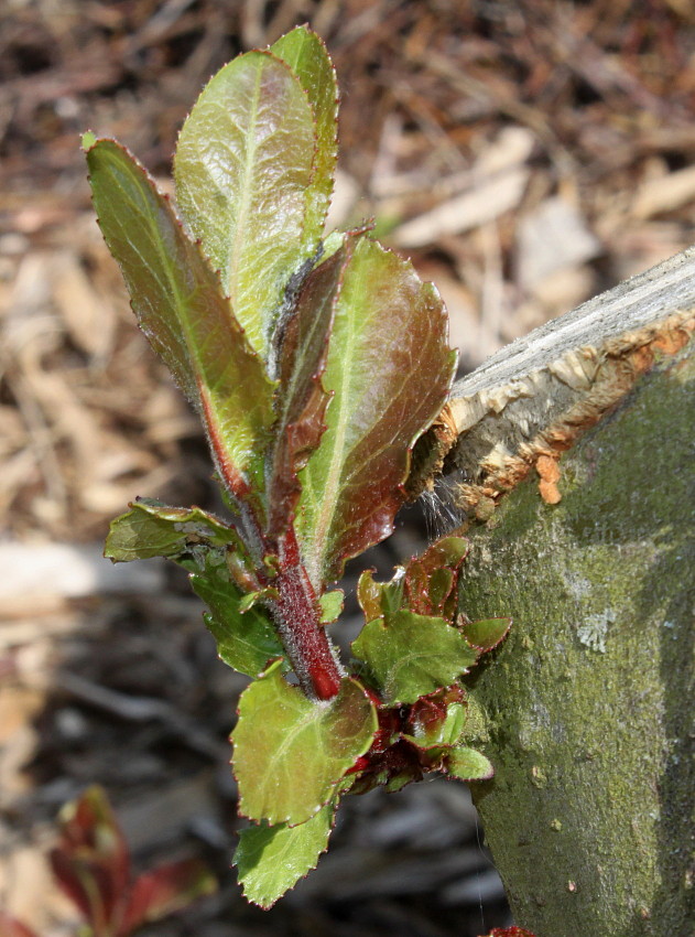 Image of genus Salix specimen.