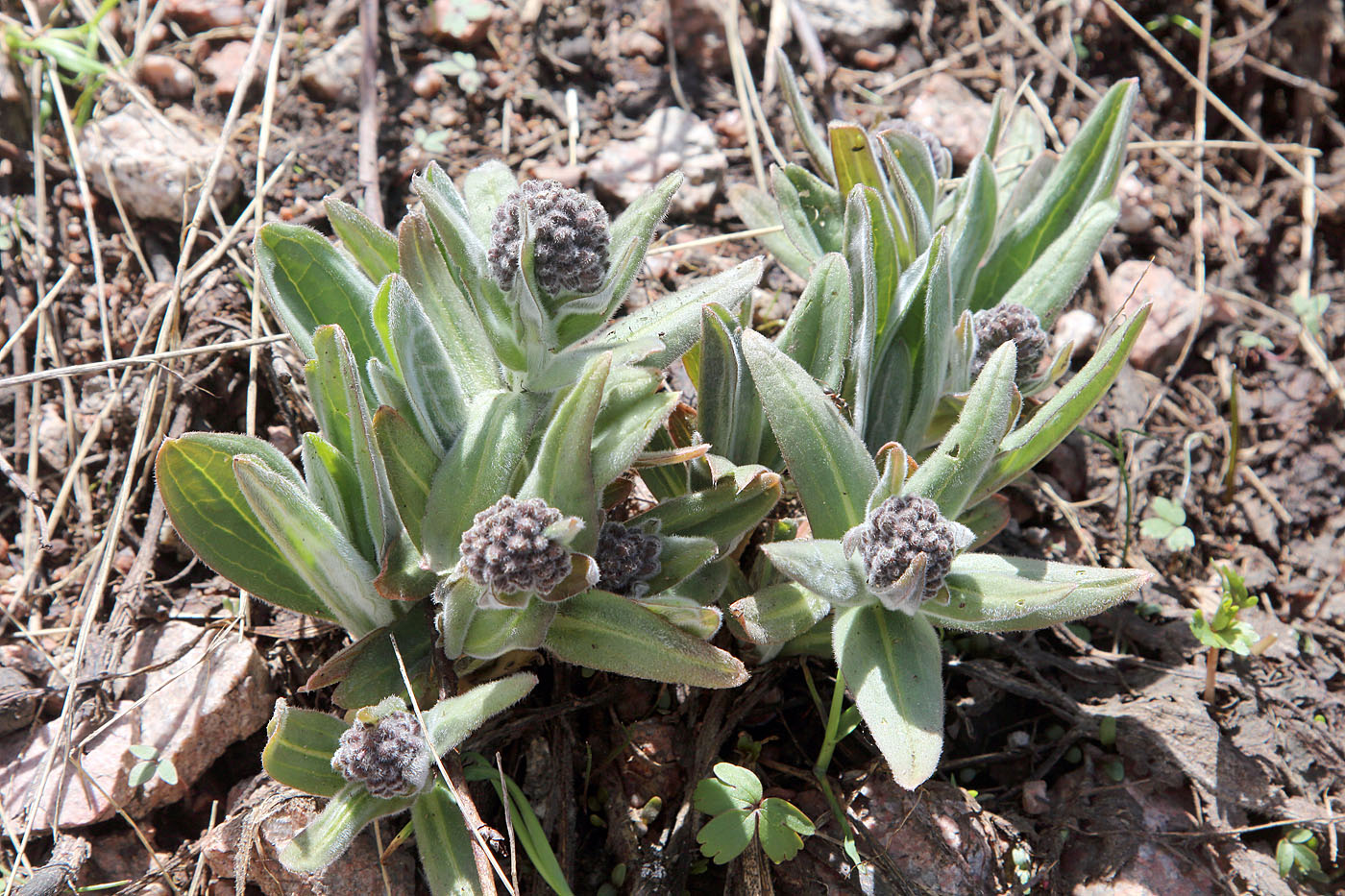 Изображение особи Solenanthus karateginus.