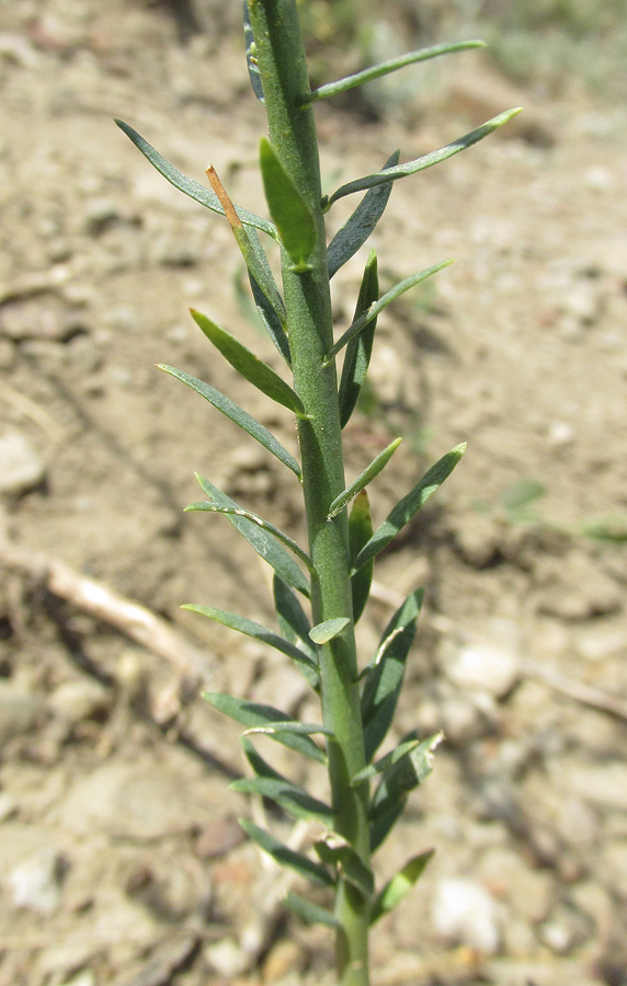 Изображение особи Thymelaea passerina.