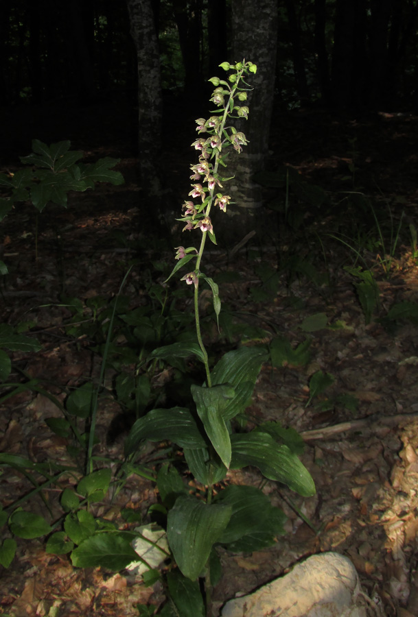 Изображение особи Epipactis helleborine.