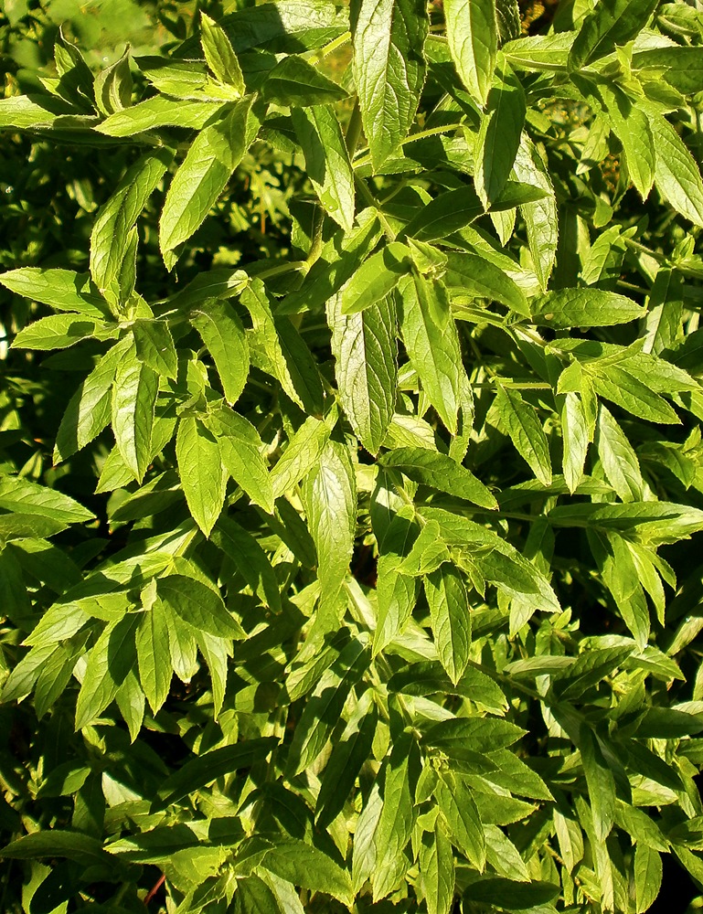 Image of Epilobium hirsutum specimen.