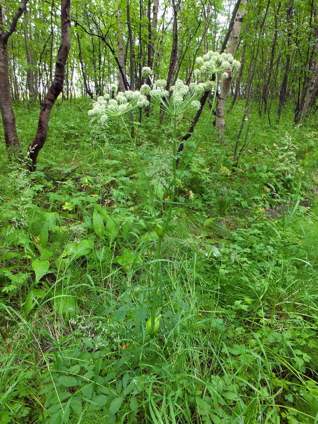 Изображение особи Angelica sylvestris.