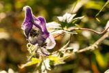 Aconitum volubile