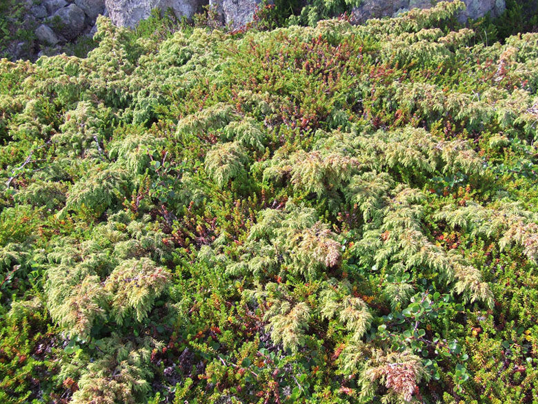 Image of Juniperus sibirica specimen.