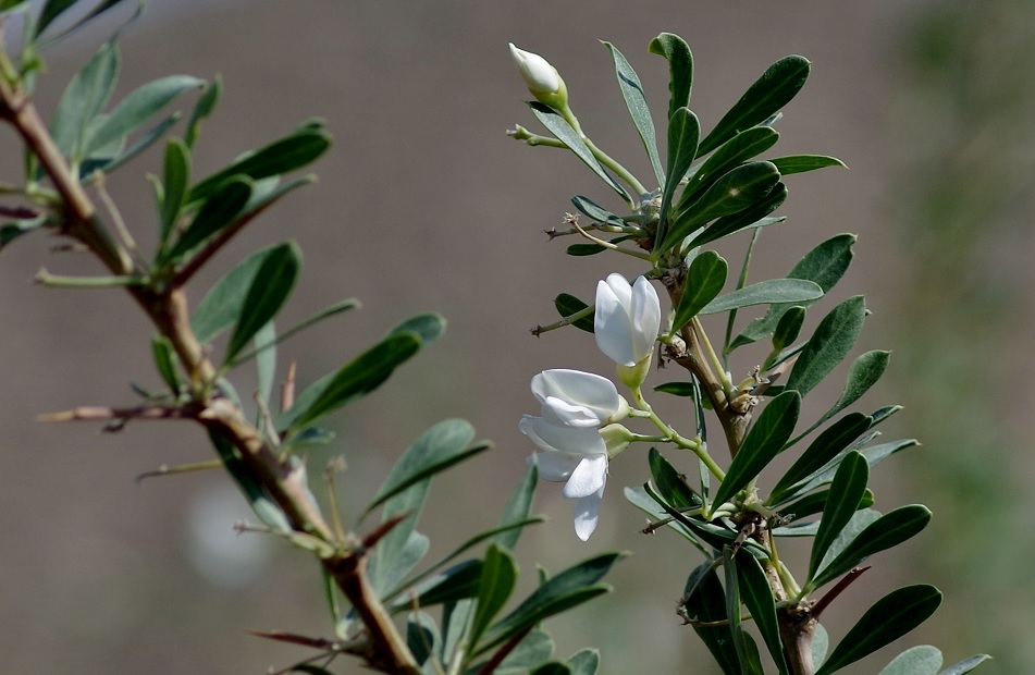 Image of Halimodendron halodendron specimen.