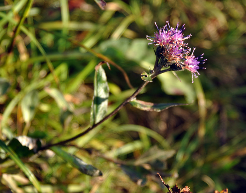 Image of Saussurea alpina specimen.