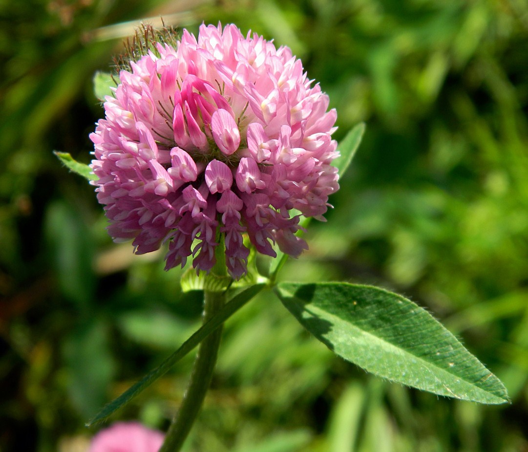 Image of Trifolium pratense specimen.