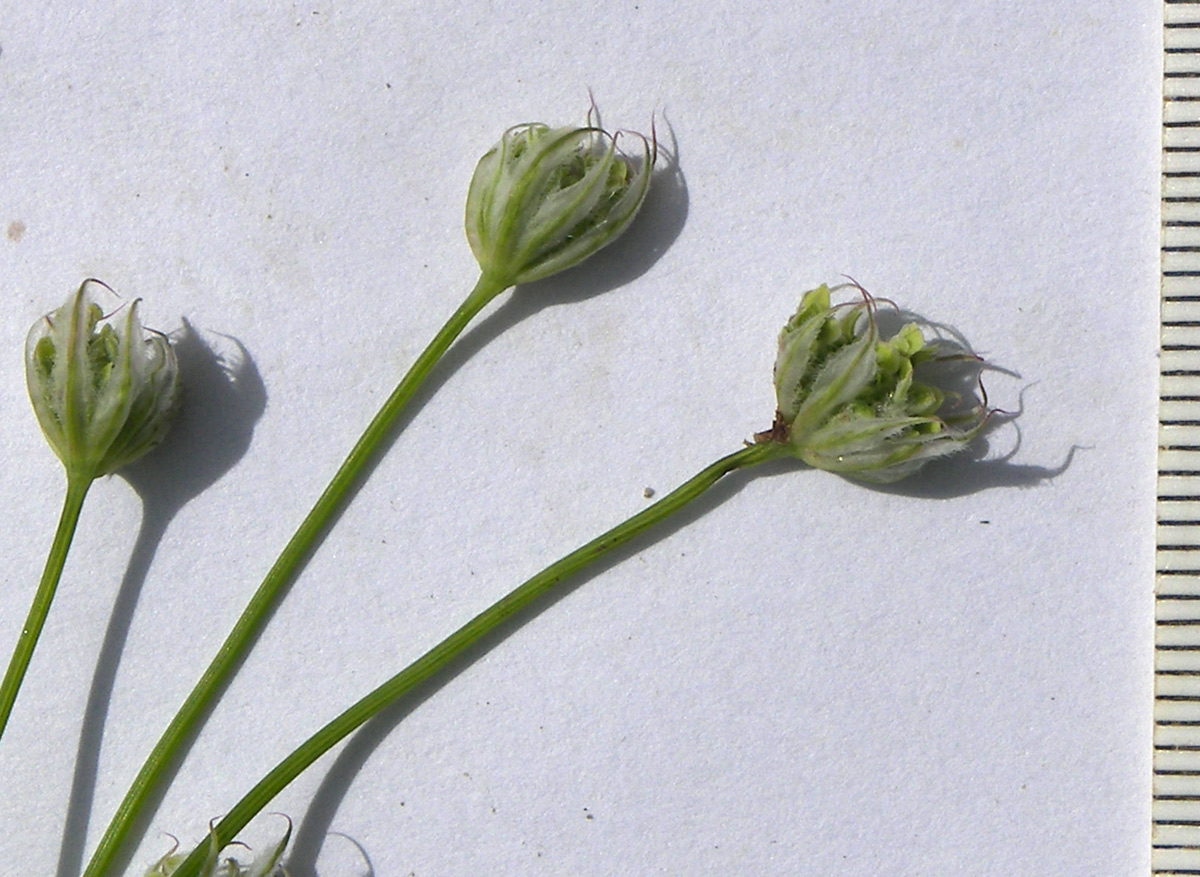 Image of familia Apiaceae specimen.