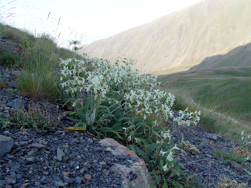 Image of Betonica nivea specimen.