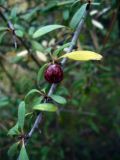 Rhamnus punctata