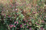 Impatiens glandulifera. Заросли недотроги. Видны 2 цветовые формы. Петрозаводск, конец сентября.