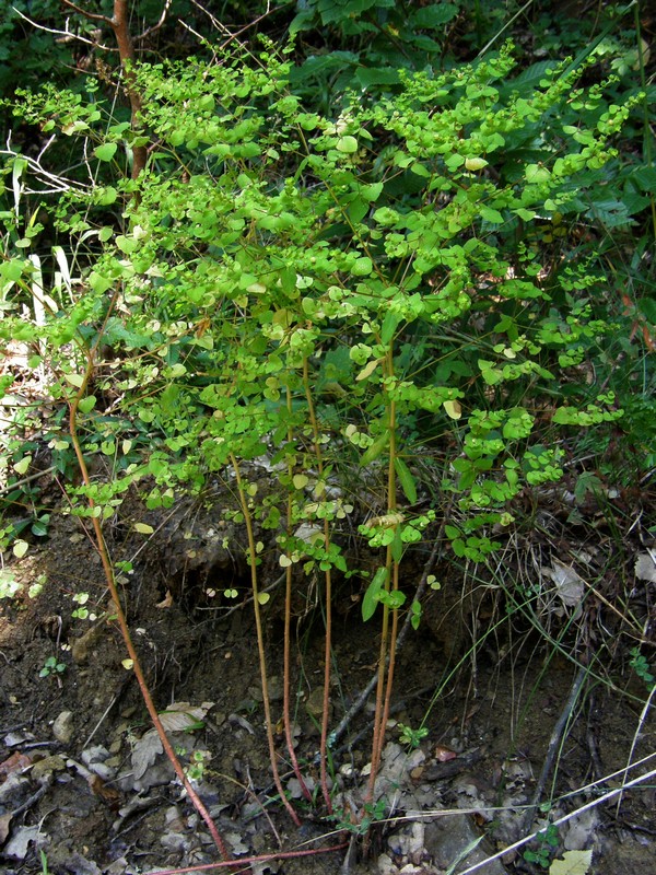 Image of Euphorbia stricta specimen.