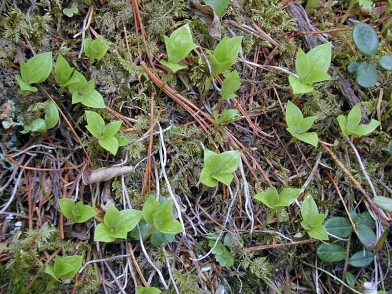 Изображение особи Chamaepericlymenum canadense.