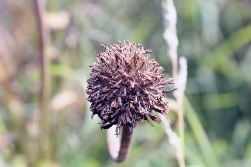 Image of Inula britannica specimen.