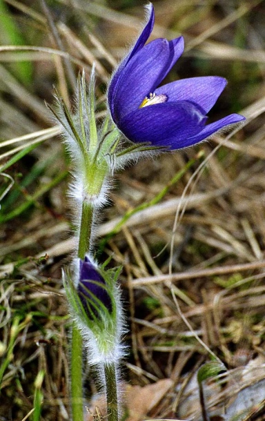 Image of Pulsatilla patens specimen.