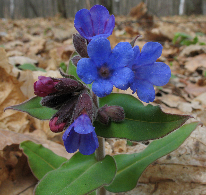 Image of Pulmonaria mollis specimen.