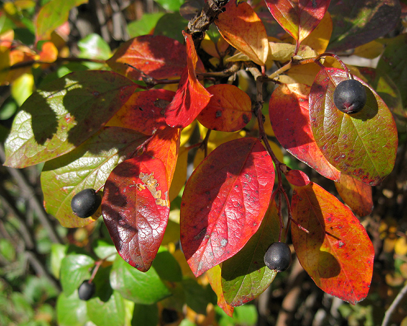 Image of Cotoneaster lucidus specimen.