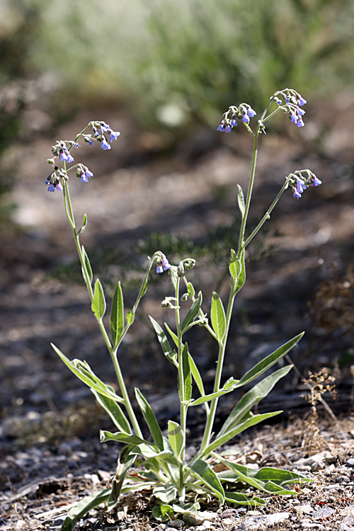 Изображение особи Lindelofia macrostyla.