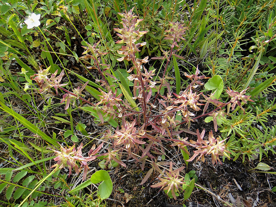 Изображение особи Pedicularis labradorica.