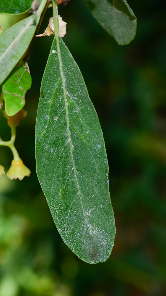 Изображение особи Cordia sinensis.