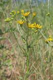 Senecio jacobaea