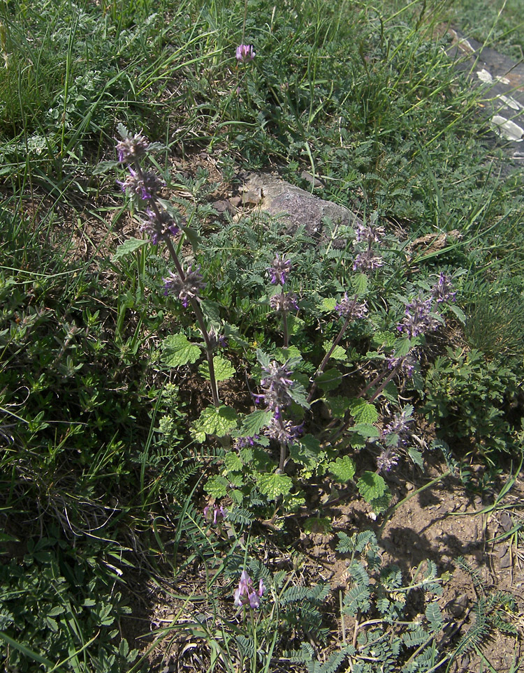 Image of Marrubium plumosum specimen.