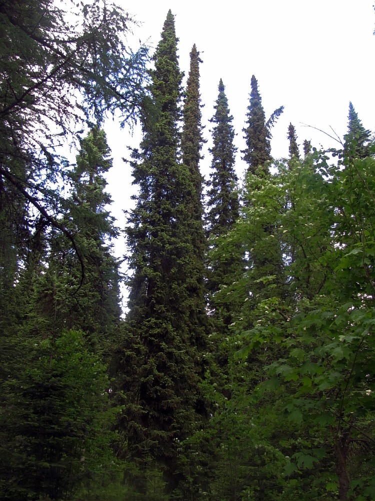 Image of Picea omorika specimen.