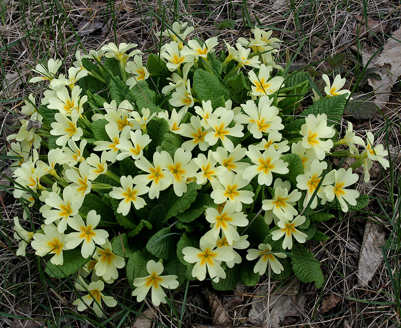 Изображение особи Primula vulgaris.