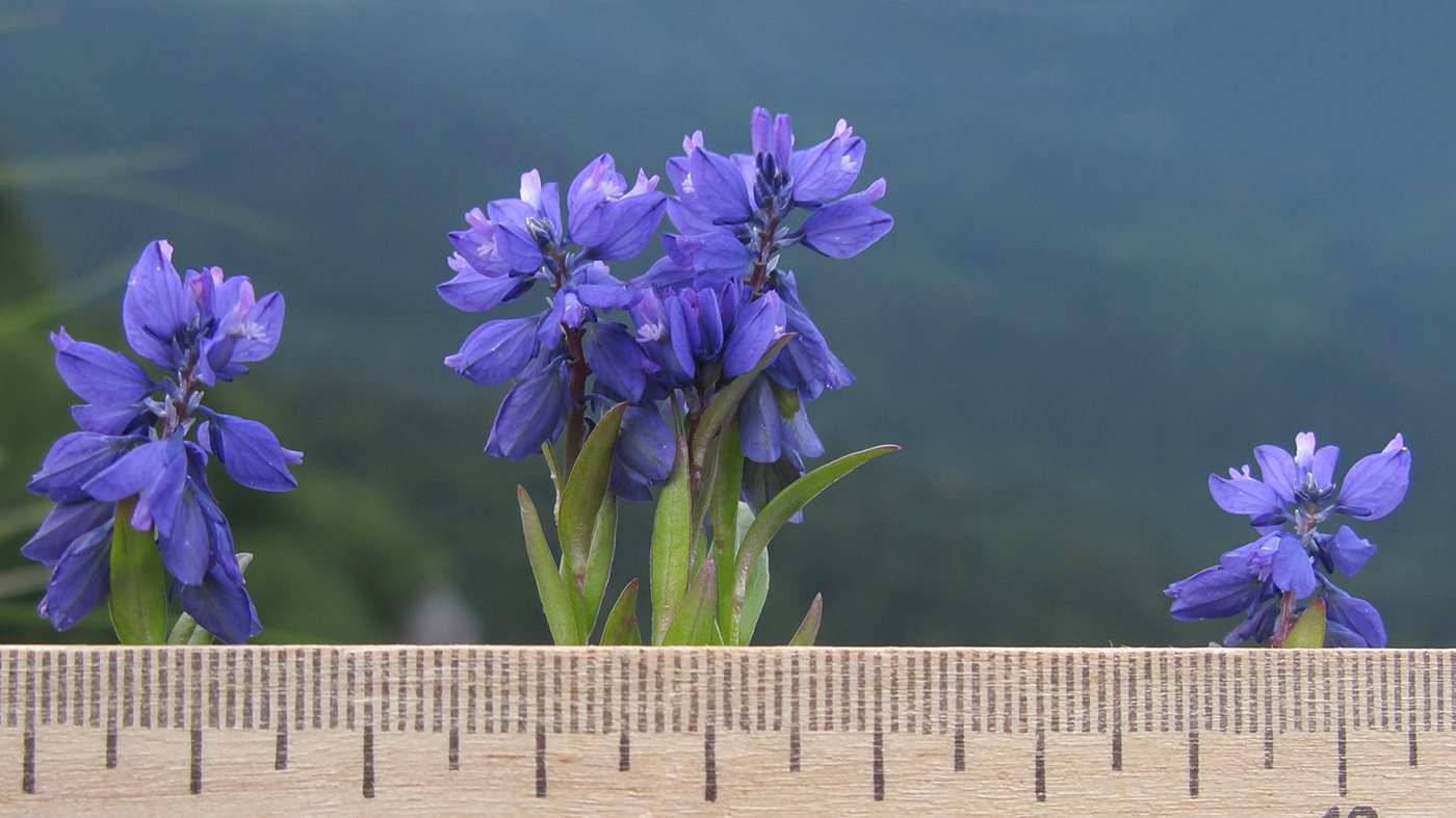 Image of Polygala alpicola specimen.