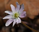 Hepatica asiatica. Цветок (форма с розовой окраской). Приморский край, Шкотовский р-н, окр. с. Петровка, падь Чернюкова, дубовый лес. 01.05.2015.