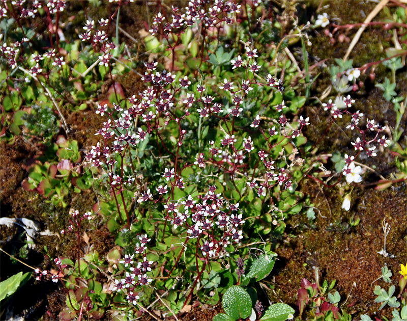 Image of Micranthes melaleuca specimen.