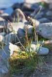 familia Poaceae. Колосящееся растение на луговинке среди валунов. Мурманская обл., п-ов Рыбачий, берег р. Скорбеевская. 30.07.2015.