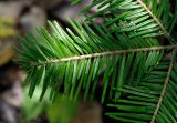 Abies nephrolepis