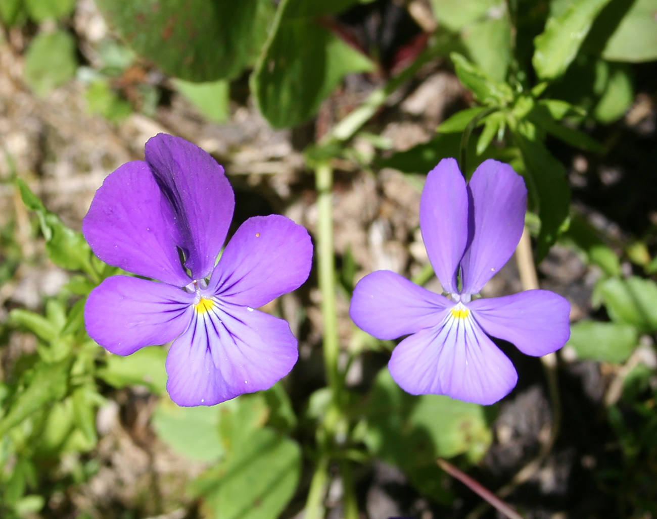 Изображение особи Viola disjuncta.