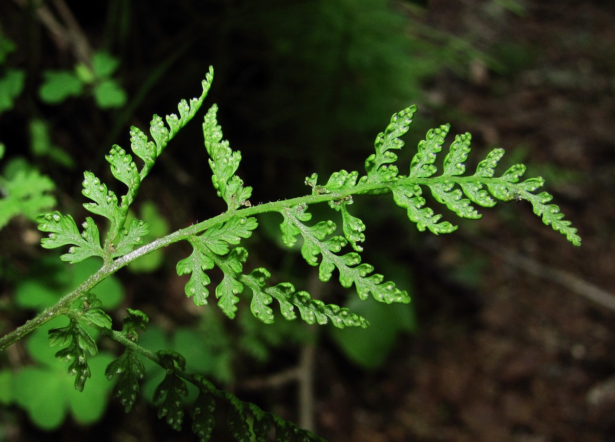 Изображение особи Rhizomatopteris montana.