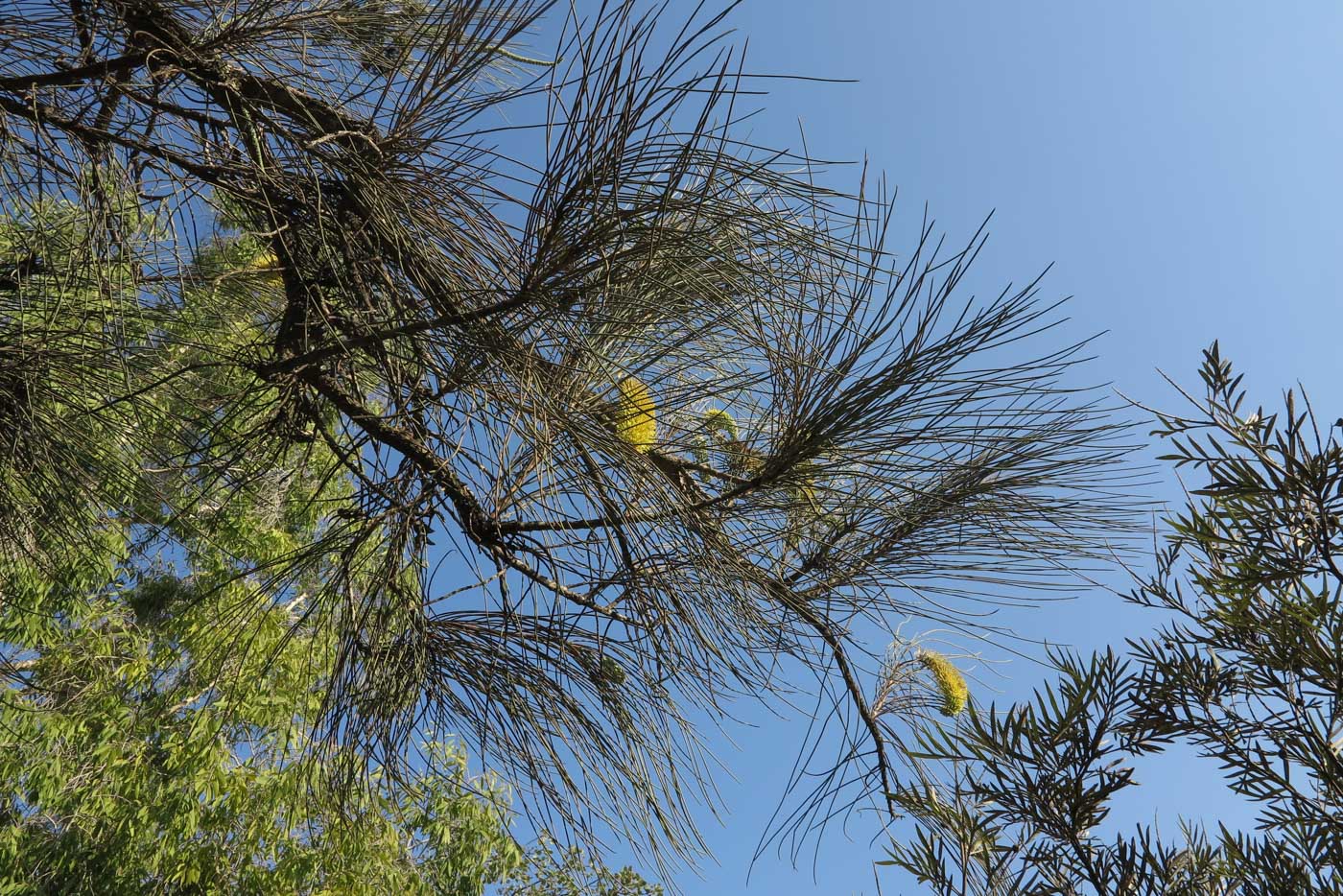 Image of Hakea chordophylla specimen.